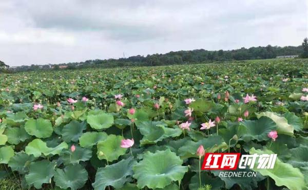 湘乡市泉塘镇：移民产业帮扶让群众口袋富起来、生活美起来