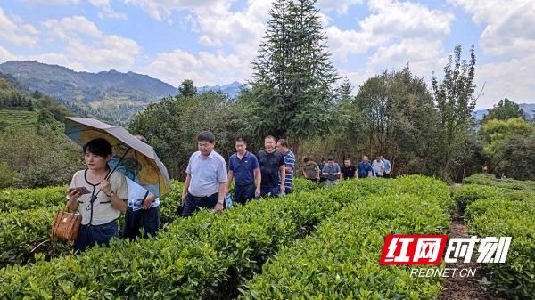 湘西州库区移民产业推进现场会在古丈县茶叶村马路溪茶叶产业园召开